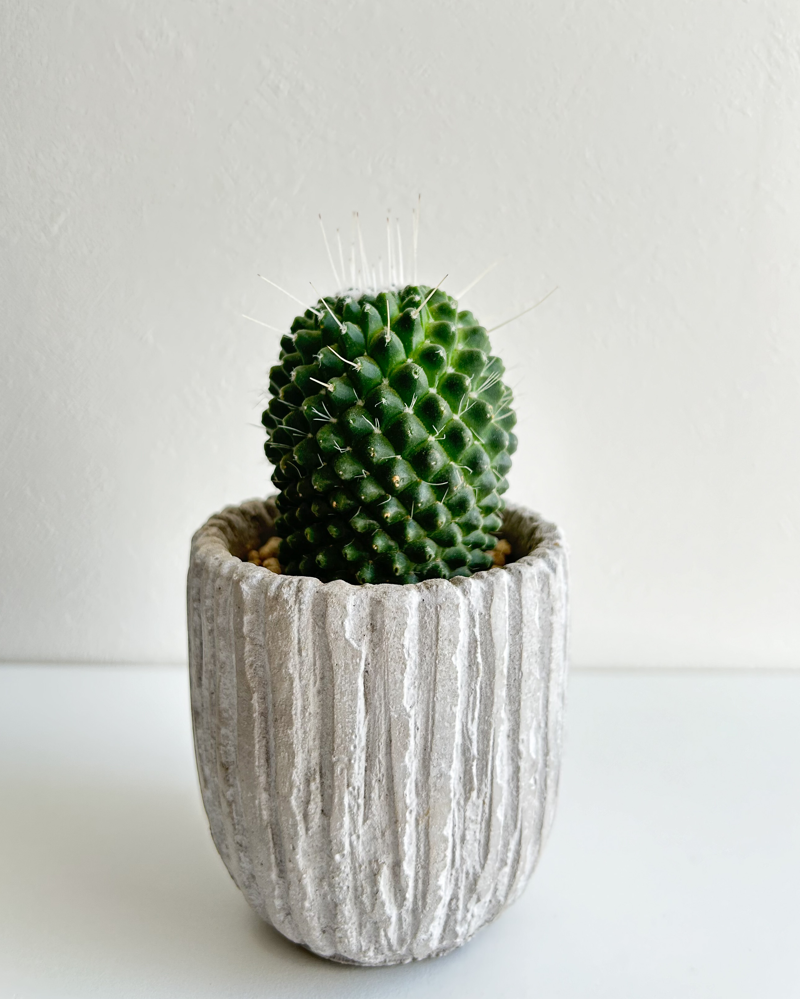 サボテン レブチア♪カキコ２個 imgrc0110235113.jpg